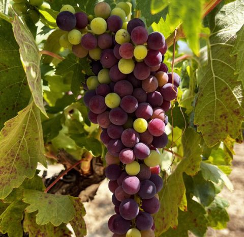 Envero en julio en una viña de Laguardia